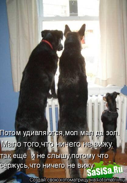 Потом удивляются,мол мал да зол. Мало того,что ничего не вижу, так ещё и не слышу,потому что сержусь... Котоматрица: Потом удивляются,мол мал да зол. Мало того,что ничего не вижу, так ещё и не слышу,потому что сержусь,что ничего не вижу.