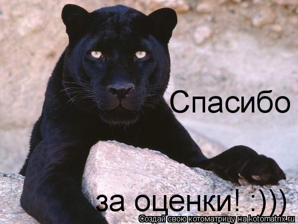 Спасибо за оценки! :)))... Котоматрица: Спасибо за оценки! :)))