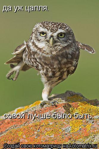 да уж цапля. совой лучше было быть.... Котоматрица: да уж цапля. совой лучше было быть.