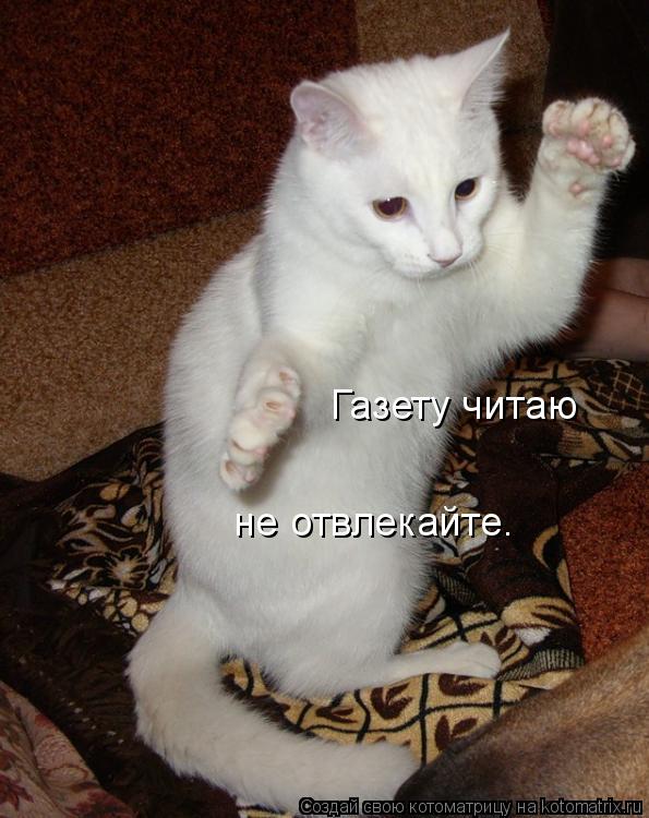 Газету читаю не отвлекайте.... Котоматрица: Газету читаю не отвлекайте.