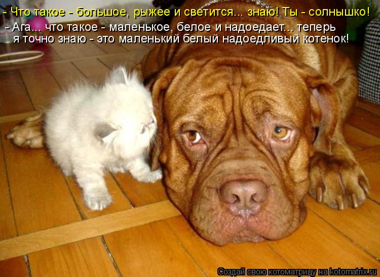 Котоматрица: - Что такое - большое, рыжее и светится... знаю! Ты - солнышко! - Ага... что такое - маленькое, белое и надоедает... теперь  я точно знаю - это малень