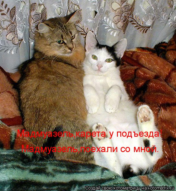 Мадмуазель,карета у подъезда! Мадмуазель,поехали со мной.... Котоматрица: Мадмуазель,карета у подъезда! Мадмуазель,поехали со мной.