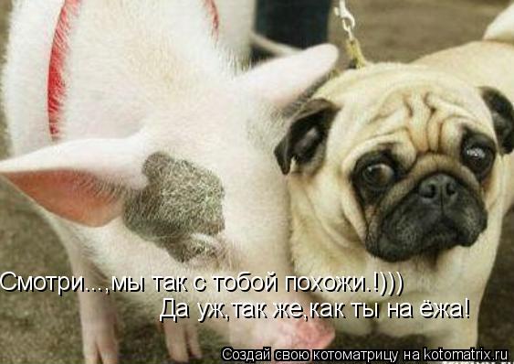 Смотри...,мы так с тобой похожи.!))) Да уж,так же,как ты на ёжа!... Котоматрица: Смотри...,мы так с тобой похожи.!))) Да уж,так же,как ты на ёжа!