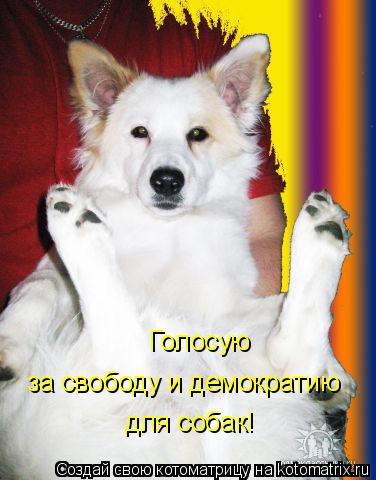 Голосую за свободу и демократию для собак!... Котоматрица: Голосую за свободу и демократию для собак!