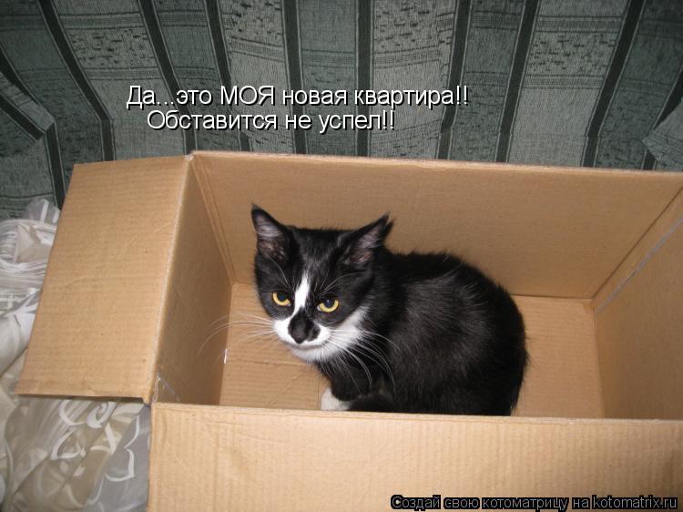 Да...это МОЯ новая квартира!! Обставится не успел!!... Котоматрица: Да...это МОЯ новая квартира!! Обставится не успел!!