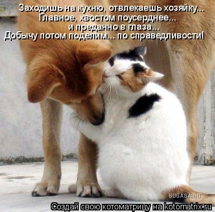 Заходишь на кухню, отвлекаешь хозяйку... Главное, хвостом поусерднее... и преданно в глаза... Добычу... Котоматрица: Заходишь на кухню, отвлекаешь хозяйку... Главное, хвостом поусерднее... и преданно в глаза... Добычу потом поделим... по справедливости!