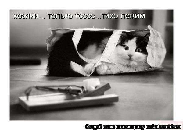хозяин... только тсссс...тихо лежим... Котоматрица: хозяин... только тсссс...тихо лежим