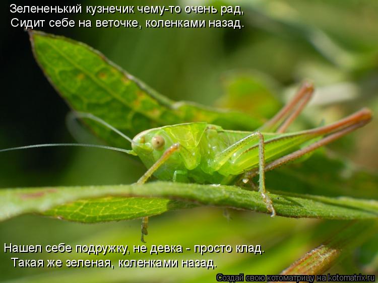 Зелененький кузнечик чему-то очень pад, Сидит себе на веточке, коленками назад. Hашел себе подpужку... Котоматрица: Зелененький кузнечик чему-то очень pад, Сидит себе на веточке, коленками назад. Hашел себе подpужку, не девка - пpосто клад. Такая же зеленая,
