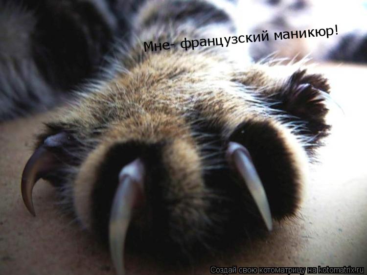 Мне- французский маникюр!... Котоматрица: Мне- французский маникюр!