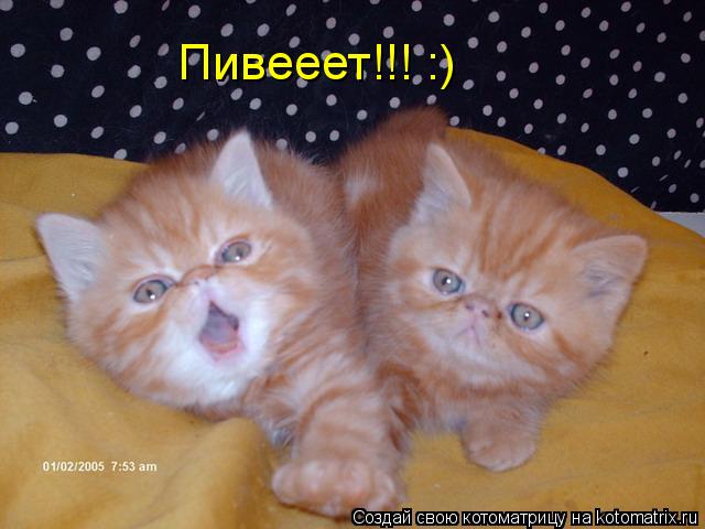 Пивееет!!! :)... Котоматрица: Пивееет!!! :)