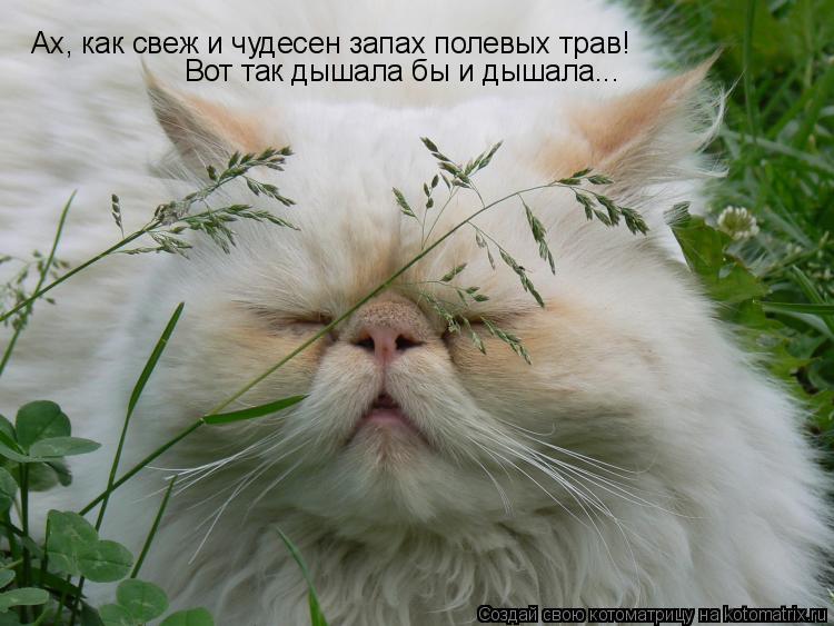 Ах, как свеж и чудесен запах полевых трав! Вот так дышала бы и дышала...... Котоматрица: Ах, как свеж и чудесен запах полевых трав! Вот так дышала бы и дышала...