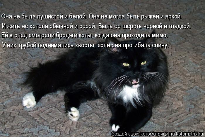 И жить не хотела обычной и серой. Была ее шерсть черной и гладкой. Ей в след смотрели бродяги коты, ... Котоматрица: И жить не хотела обычной и серой. Была ее шерсть черной и гладкой. Ей в след смотрели бродяги коты, когда она проходила мимо. У них трубой по