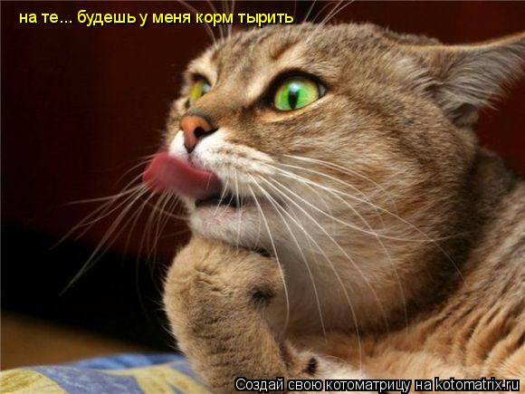 на те... будешь у меня корм тырить... Котоматрица: на те... будешь у меня корм тырить