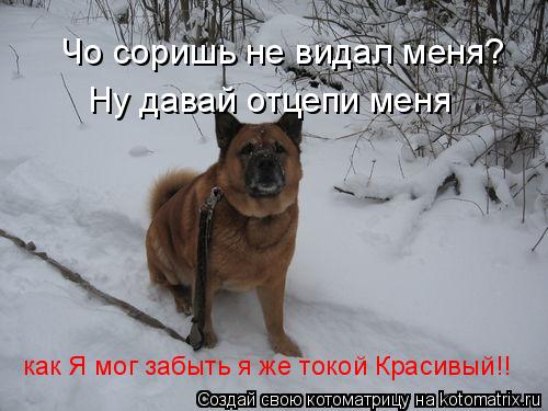 Чо соришь не видал меня? как Я мог забыть я же токой Красивый!! Ну давай отцепи меня... Котоматрица: Чо соришь не видал меня? как Я мог забыть я же токой Красивый!! Ну давай отцепи меня