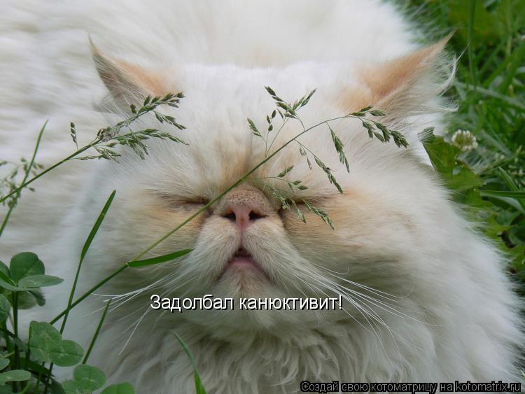 Задолбал канюктивит!... Котоматрица: Задолбал канюктивит!