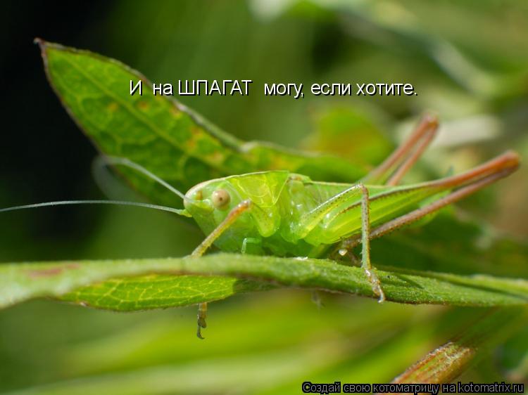 И на ШПАГАТ могу, если хотите.... Котоматрица: И на ШПАГАТ могу, если хотите.