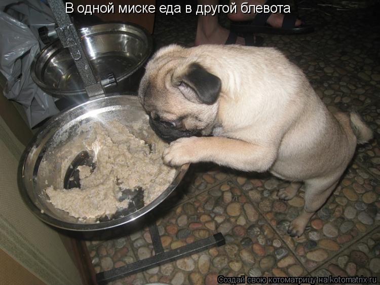 В одной миске еда в другой блевота... Котоматрица: В одной миске еда в другой блевота