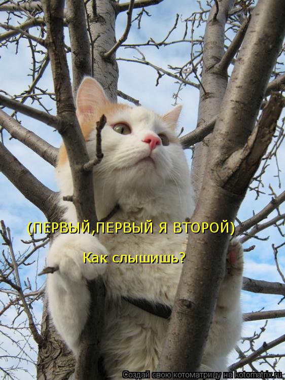 (ПЕРВЫЙ,ПЕРВЫЙ Я ВТОРОЙ) Как слышишь?... Котоматрица: (ПЕРВЫЙ,ПЕРВЫЙ Я ВТОРОЙ) Как слышишь?