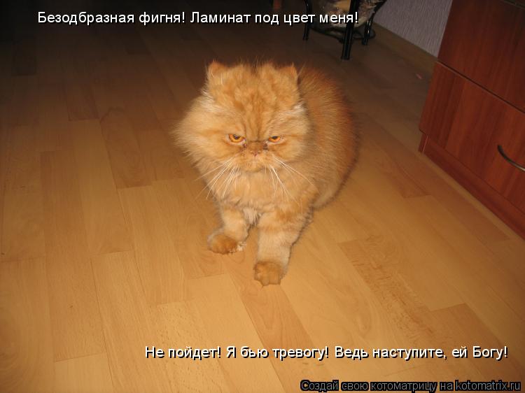 Котоматрица: Безодбразная фигня! Ламинат под цвет меня! Не пойдет! Я бью тревогу! Ведь наступите, ей Богу!