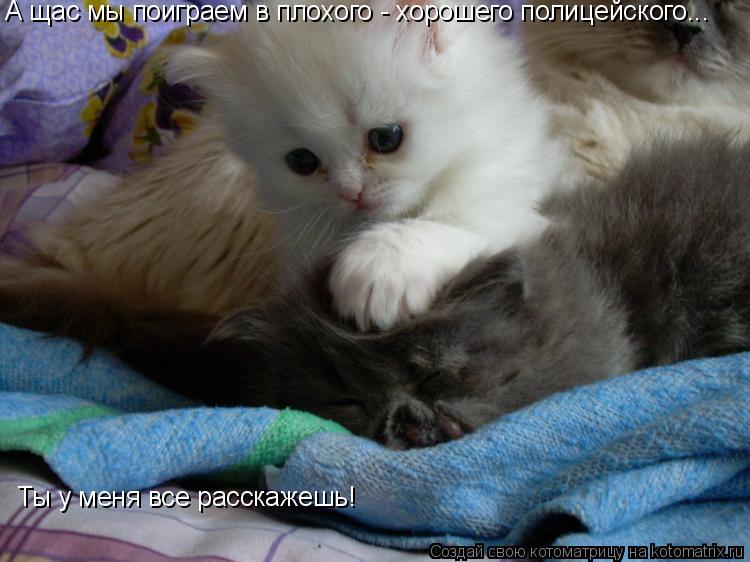 А щас мы поиграем в плохого - хорошего полицейского... Ты у меня все расскажешь!... Котоматрица: А щас мы поиграем в плохого - хорошего полицейского... Ты у меня все расскажешь!