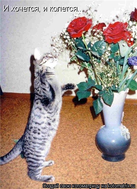 И хочется, и колется...... Котоматрица: И хочется, и колется...
