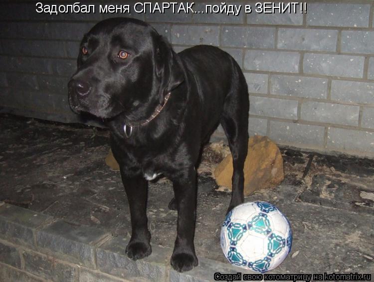 Задолбал меня СПАРТАК...пойду в ЗЕНИТ!!... Котоматрица: Задолбал меня СПАРТАК...пойду в ЗЕНИТ!!