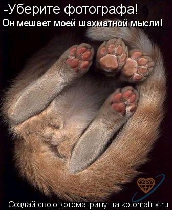 -Уберите фотографа! Он мешает моей шахматной мысли!... Котоматрица: -Уберите фотографа! Он мешает моей шахматной мысли!