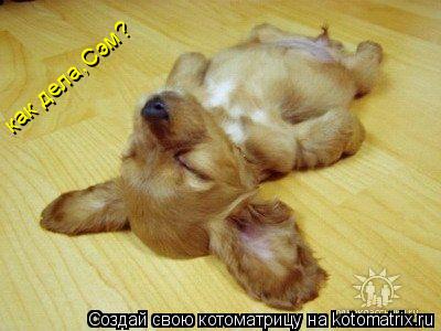 как дела,Сэм?... Котоматрица: как дела,Сэм?