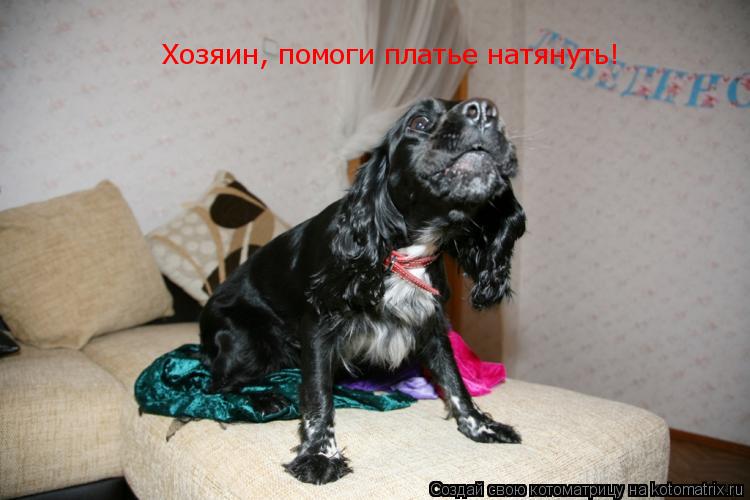 Хозяин, помоги платье натянуть!... Котоматрица: Хозяин, помоги платье натянуть!