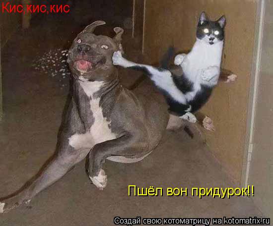 Кис,кис,кис Пшёл вон придурок!!... Котоматрица: Кис,кис,кис Пшёл вон придурок!!