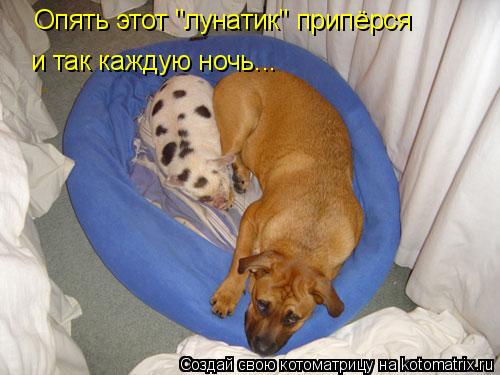 Опять этот "лунатик" припёрся и так каждую ночь...... Котоматрица: Опять этот "лунатик" припёрся и так каждую ночь...