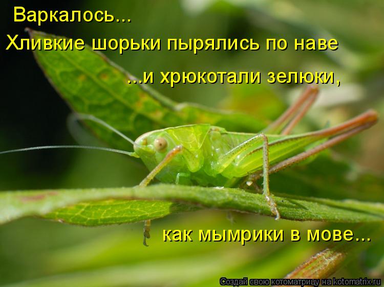 ...и хрюкотали зелюки, как мымрики в мове... Варкалось... Хливкие шорьки пырялись по наве... Котоматрица: ...и хрюкотали зелюки, как мымрики в мове... Варкалось... Хливкие шорьки пырялись по наве