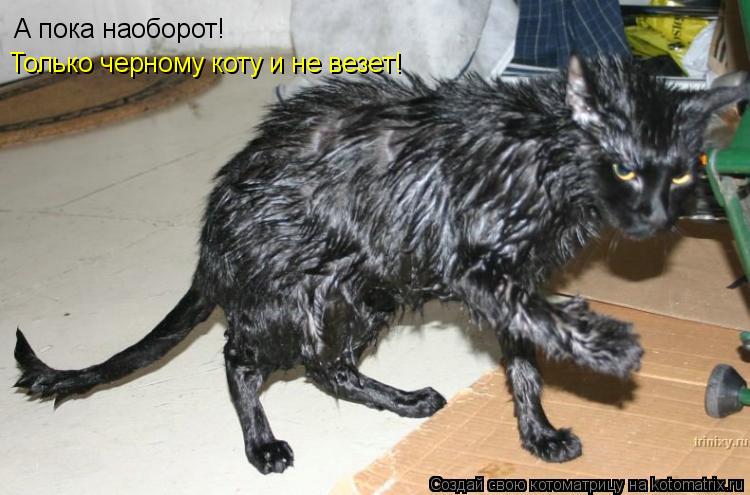 А пока наоборот! Только черному коту и не везет!... Котоматрица: А пока наоборот! Только черному коту и не везет!
