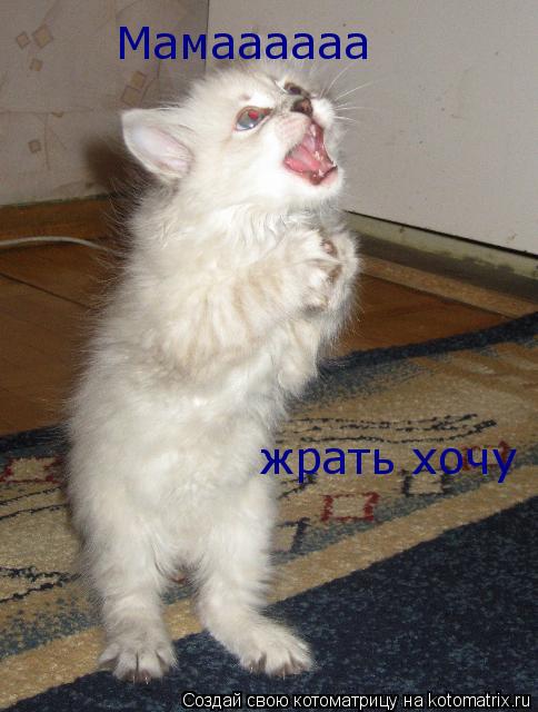 Мамаааааа жрать хочу... Котоматрица: Мамаааааа жрать хочу