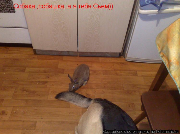 Собака ,собашка..а я тебя Сьем))... Котоматрица: Собака ,собашка..а я тебя Сьем))