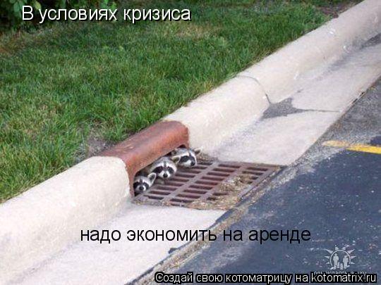 В условиях кризиса надо экономить на аренде... Котоматрица: В условиях кризиса надо экономить на аренде