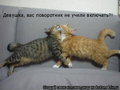 Девушка, вас поворотник не учили включать?!... Котоматрица: Девушка, вас поворотник не учили включать?!