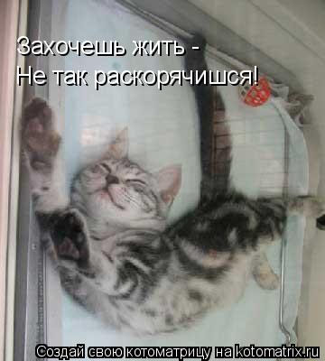 Захочешь жить - Не так раскорячишся!... Котоматрица: Захочешь жить - Не так раскорячишся!