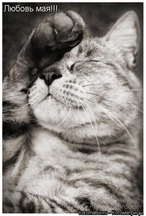 Любовь мая!!!... Котоматрица: Любовь мая!!!