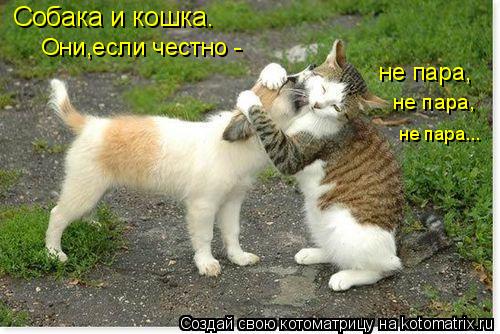 Собака и кошка. Они,если честно - не пара, не пара, не пара...... Котоматрица: Собака и кошка. Они,если честно - не пара, не пара, не пара...
