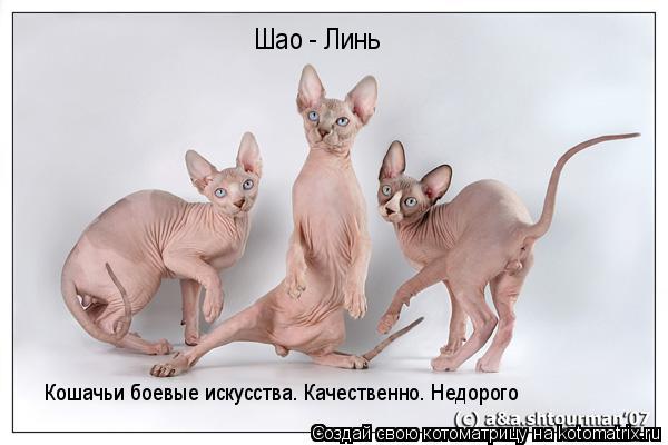 Шао - Линь Кошачьи боевые искусства. Качественно. Недорого... Котоматрица: Шао - Линь Кошачьи боевые искусства. Качественно. Недорого