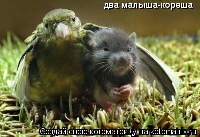 два малыша-кореша... Котоматрица: два малыша-кореша