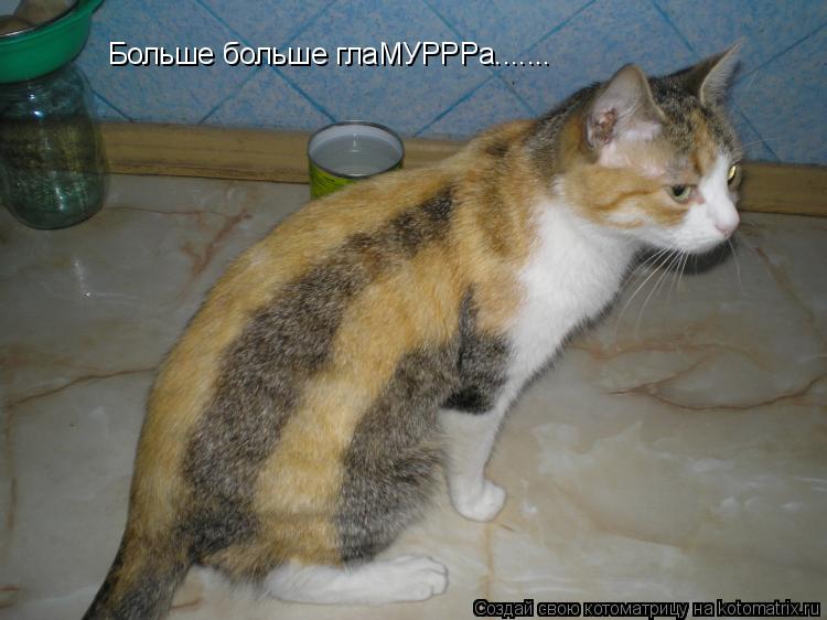Больше больше глаМУРРРа.......... Котоматрица: Больше больше глаМУРРРа.......