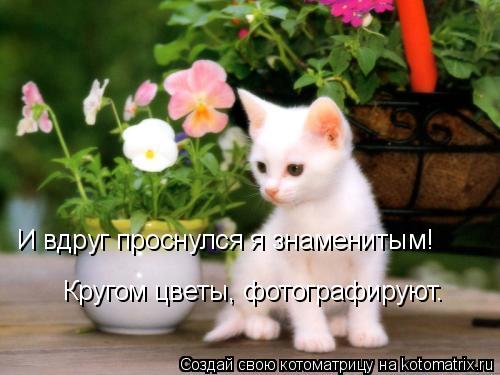 И вдруг проснулся я знаменитым! Кругом цветы, фотографируют.... Котоматрица: И вдруг проснулся я знаменитым! Кругом цветы, фотографируют.