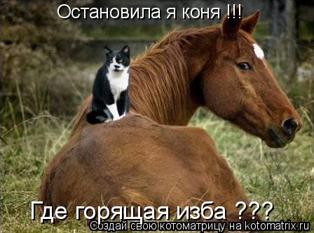 Остановила я коня !!! Где горящая изба ???... Котоматрица: Остановила я коня !!! Где горящая изба ???
