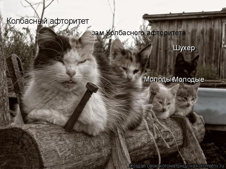 Колбасный афторитет зам.Колбасного афторитета Молодые Молодые Шухер... Котоматрица: Колбасный афторитет зам.Колбасного афторитета Молодые Молодые Шухер