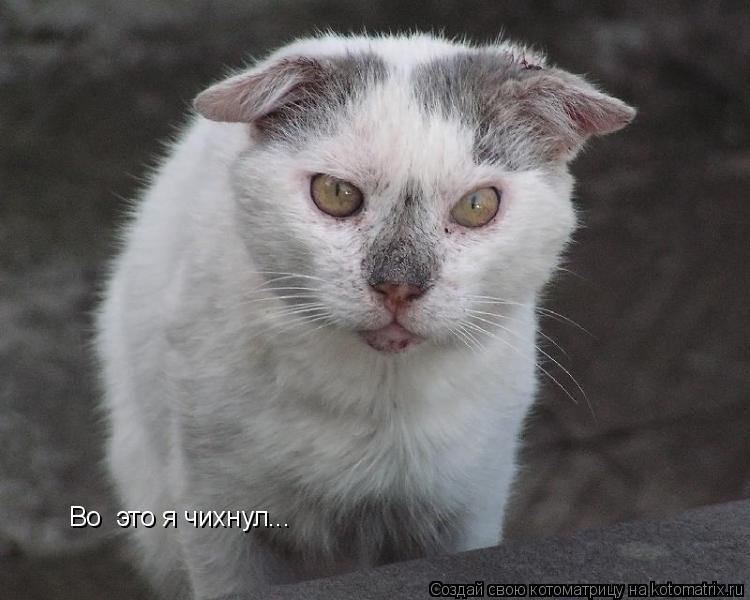 Во это я чихнул...... Котоматрица: Во это я чихнул...