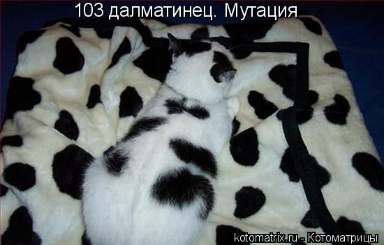 103 далматинец. Мутация... Котоматрица: 103 далматинец. Мутация