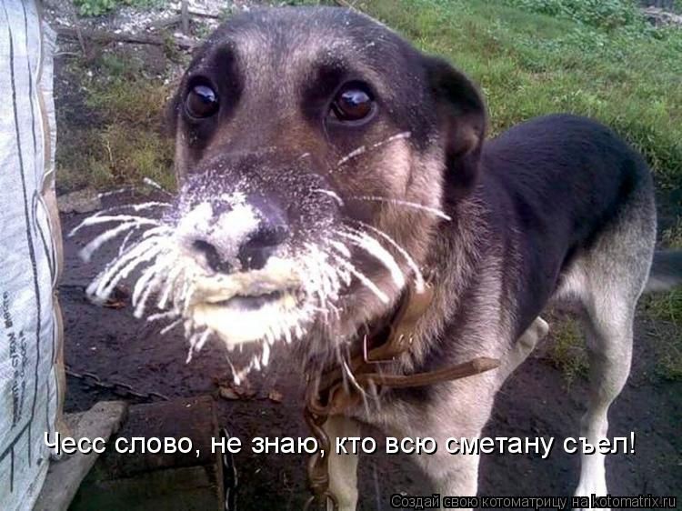 Чесс слово, не знаю, кто всю сметану съел!... Котоматрица: Чесс слово, не знаю, кто всю сметану съел!