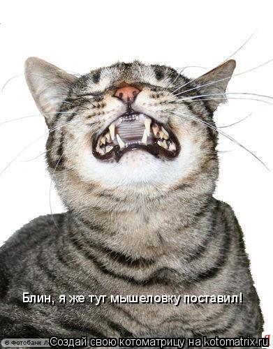Блин, я же тут мышеловку поставил!... Котоматрица: Блин, я же тут мышеловку поставил!